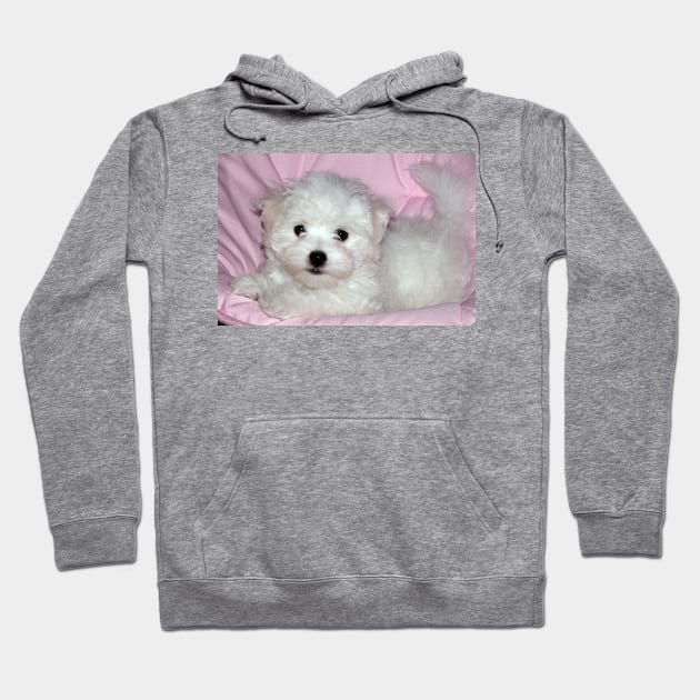 photo puppy pretty in pink Hoodie by mystudiocreate